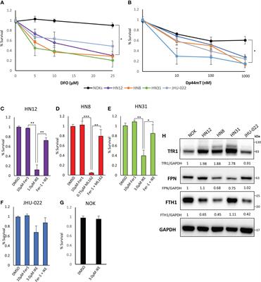 Ferroportin depletes iron needed for cell cycle progression in head and neck squamous cell carcinoma